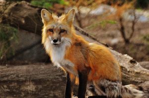 Picture of a red fox in the forest.