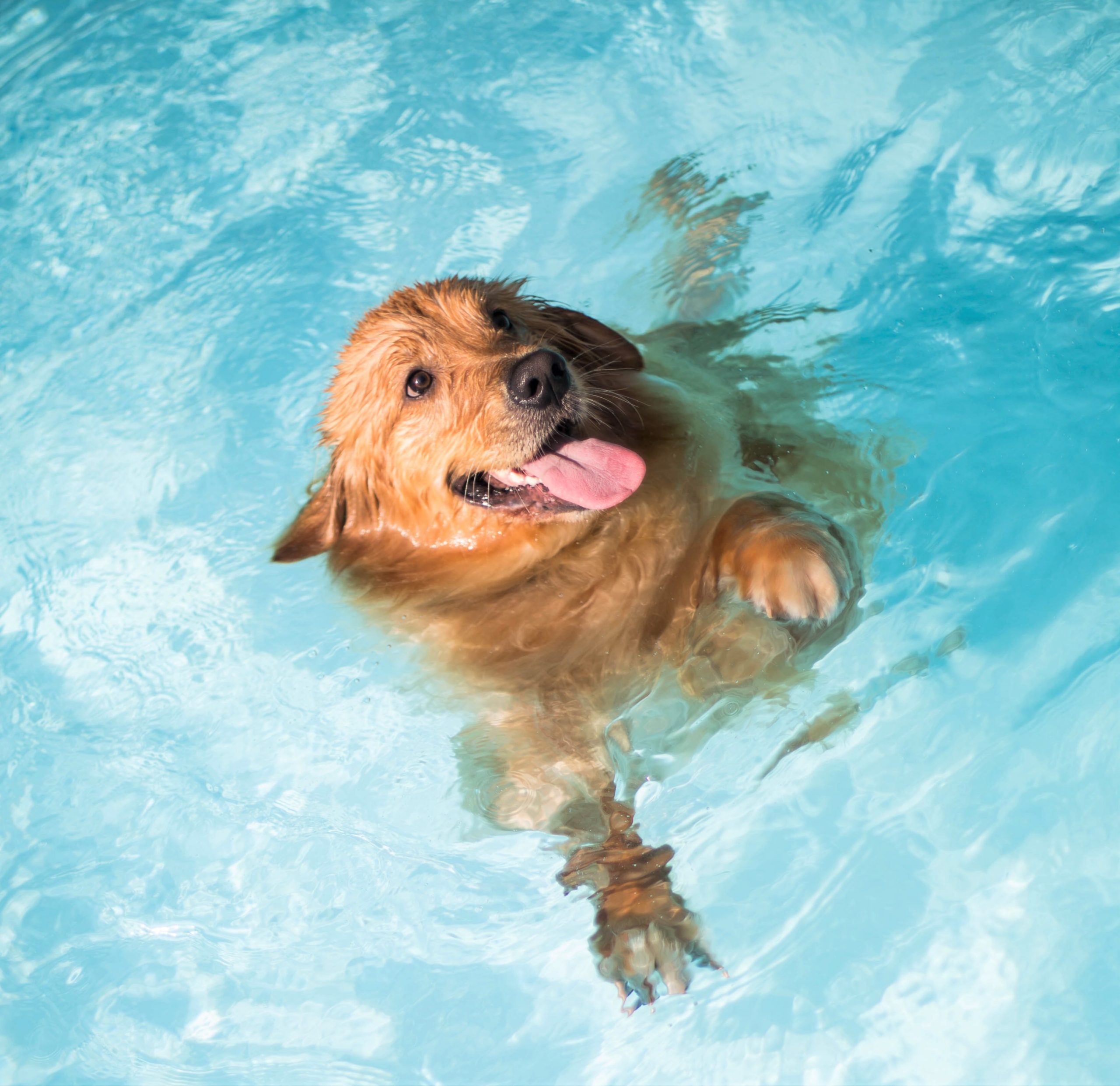 a dog swimming