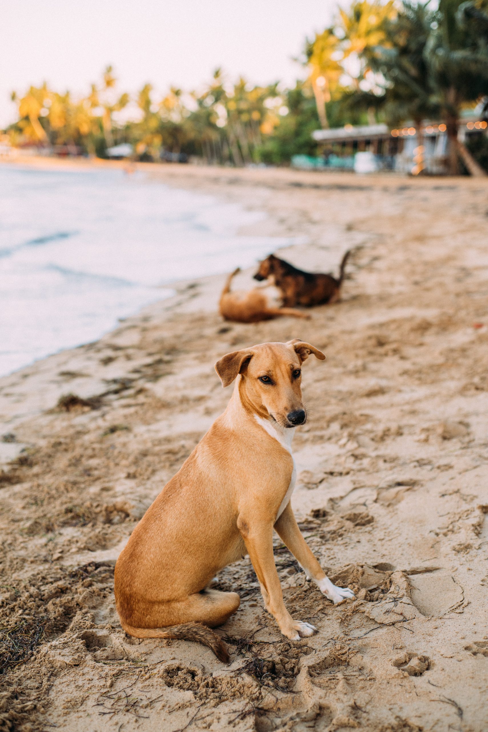 unleashed dogs on beach