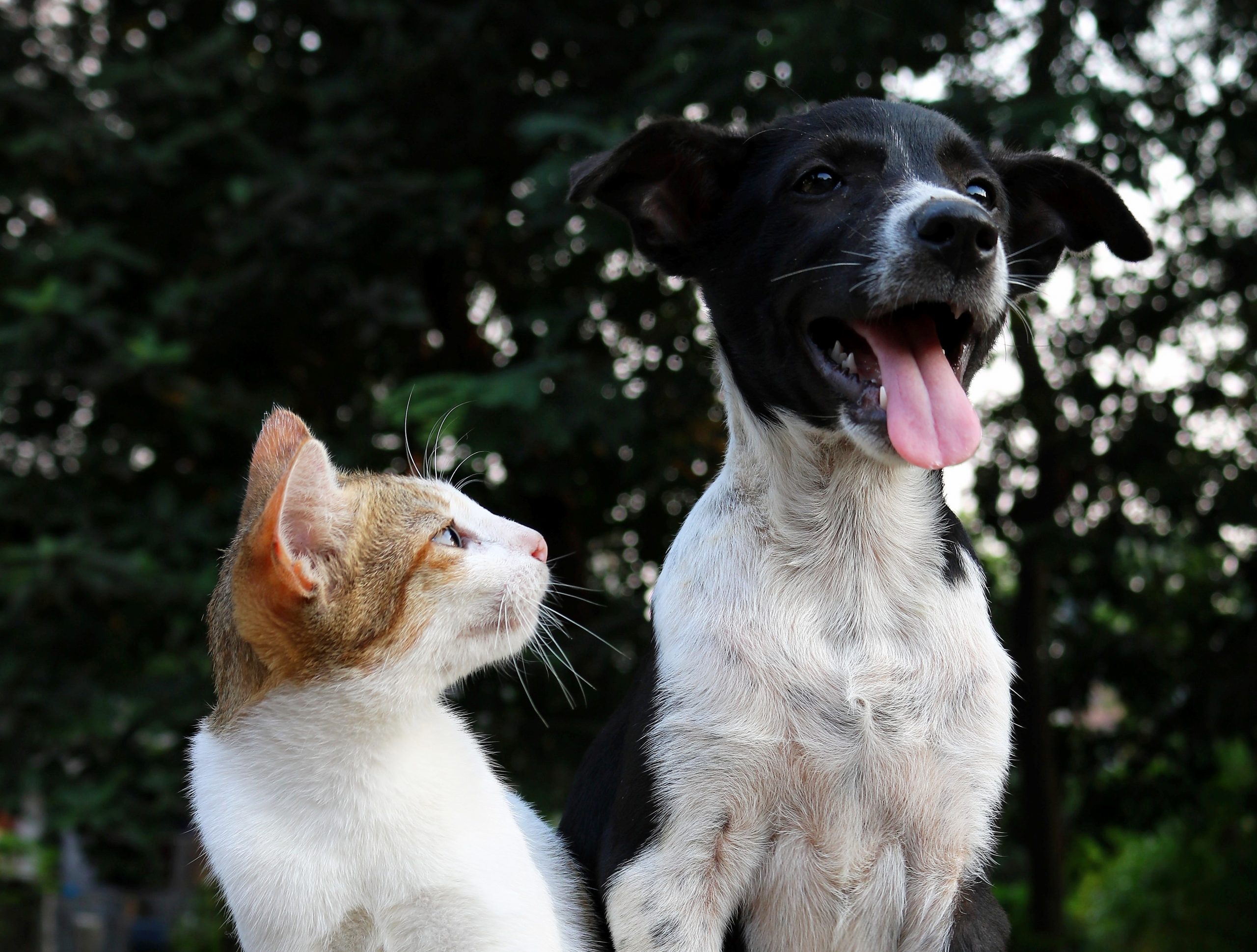 a cat and a dog