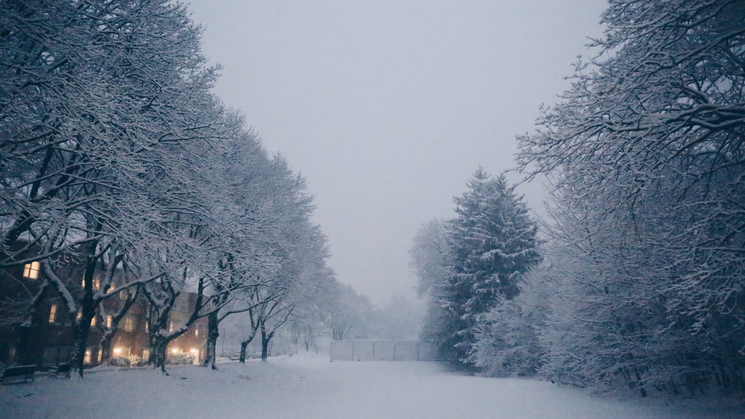 snow-covered trees and houses