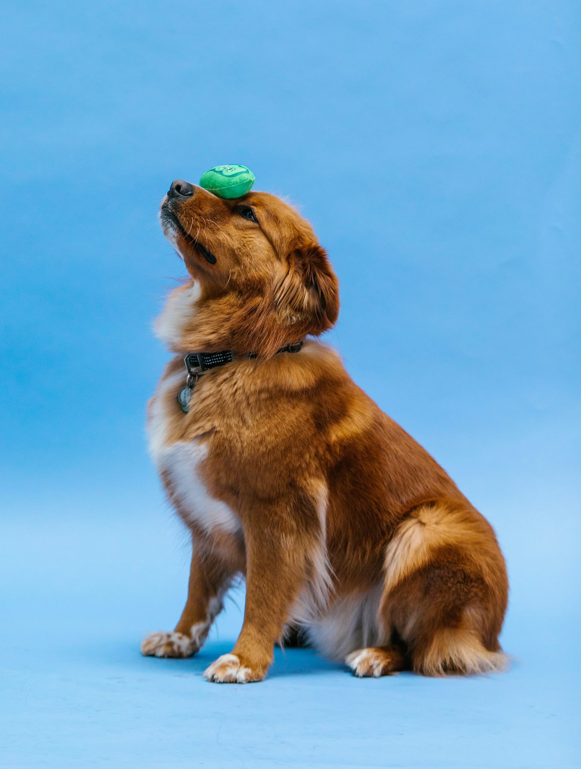 a dog balancing a ball