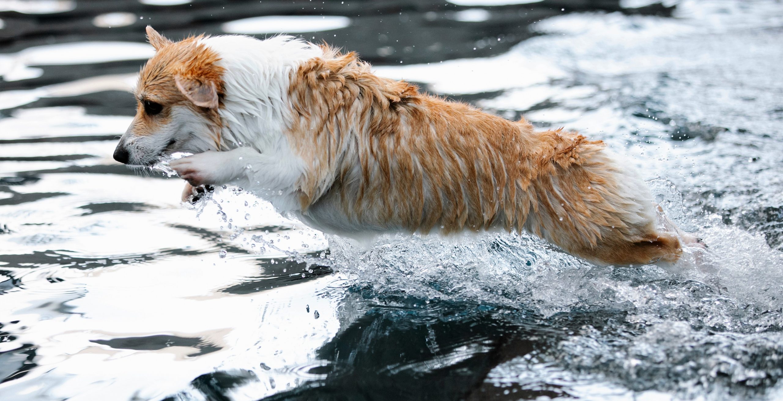 a dog jumping from ocean