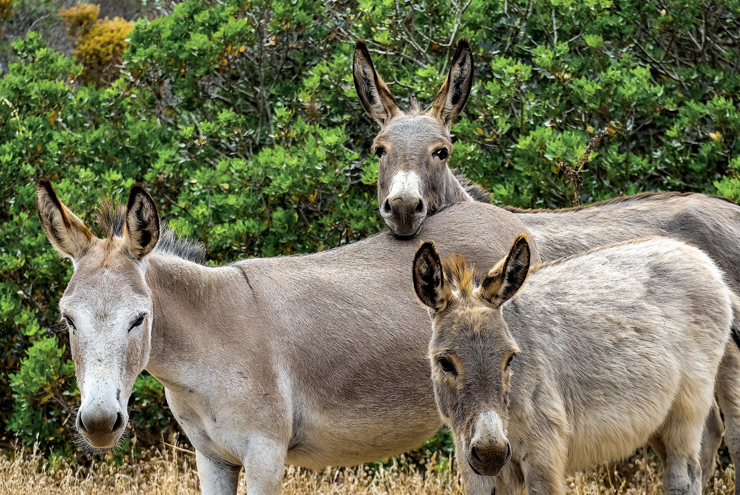 three donkeys