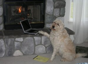 Dog wearing glasses and appearing to be working on a computer.