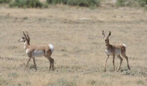 2 young pronghorn antelope