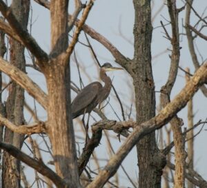 a blue heron in some trees
