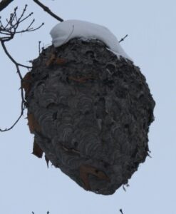a wasp nest with snow on it