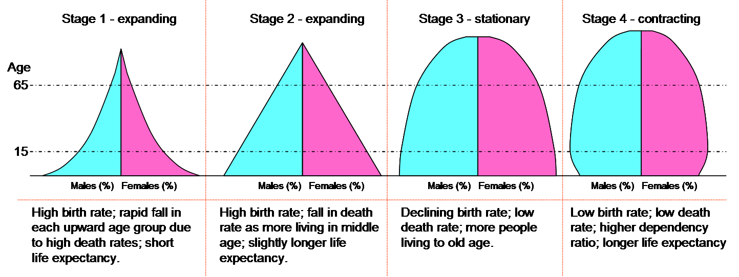 Graphic showing relationship between Population Pyramids and the Demographic Transition Theory, with stage 1 pyramid looking like a concave triangle, stage 2 pyramid looking like an equilateral triangle, stage 3 pyramid looking like a haystack and stage 4 pyramid looking like a haystack narrowing at the bottom.